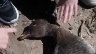 大雁遭無(wú)人機(jī)撞擊死亡？東營(yíng)文旅：將聯(lián)合多部門(mén)加強(qiáng)監(jiān)督