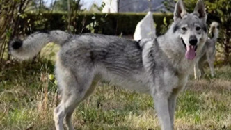 黑龍江雙鴨山市尖山區(qū)回應(yīng)“野狼”傳聞：系捷克狼犬，已收容