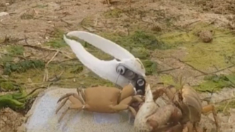 試圖去向活螃蟹求愛(ài)的機(jī)器螃蟹，被情敵“卸掉了胳膊”