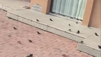 夜讀｜不能南飛的燕子