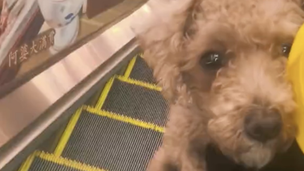 外賣小哥的“臨時(shí)任務(wù)”：送餐途中捎上迷路小狗，邊配送邊尋犬主