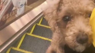 外賣小哥的“臨時任務”：送餐途中捎上迷路小狗，邊配送邊尋犬主