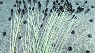 郭守敬望遠鏡多項關鍵技術實現國產化