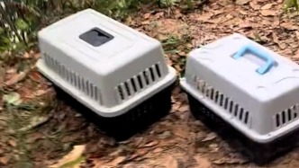 “水庫放生大量貓”后續：志愿者裝籠誘捕，已救助上百只