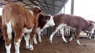 最高检：今年前三季度共起诉危害食品安全犯罪7316人