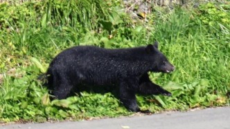 日本熊害持續惡化！自衛隊執行驅熊行動：可設陷阱，不能開槍