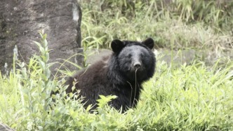 日本“熊出沒”嚴(yán)重，自衛(wèi)隊(duì)出動(dòng)捕熊