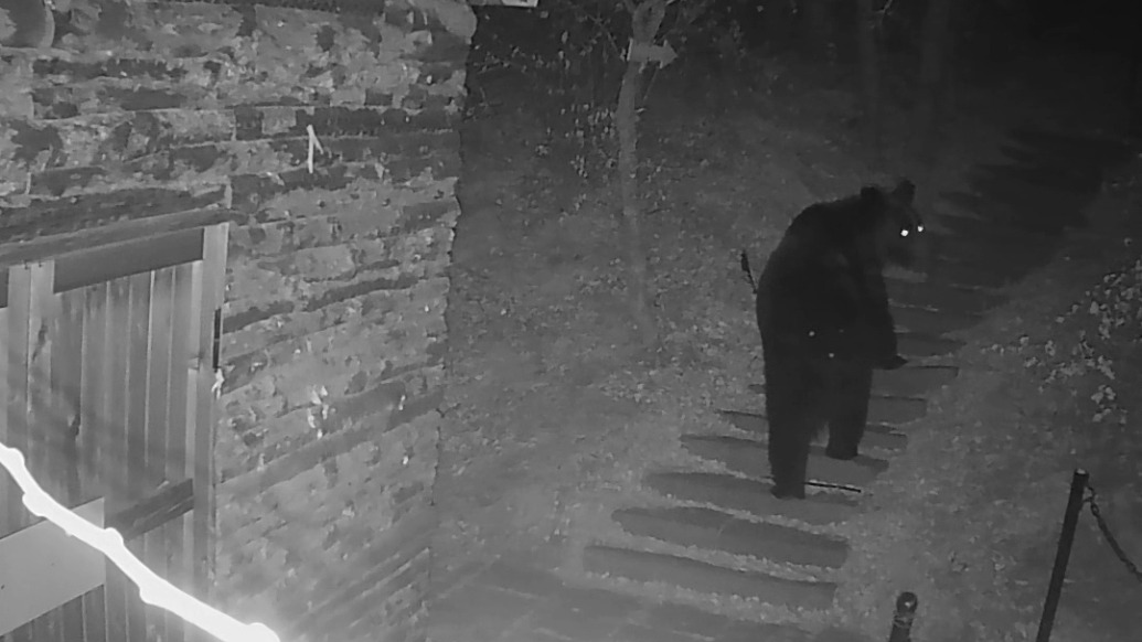 佳木斯一景区现野生黑熊,距村子直线距离不足300米,民警设置警示牌加强巡逻