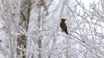 未来三天大范围雨雪将波及超20省区市，全国大部普遍降温4~8℃