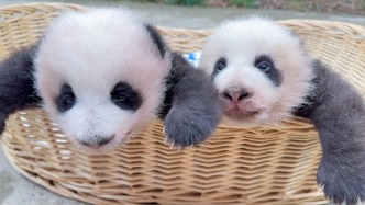 上海野生動(dòng)物園大熊貓龍鳳胎2個(gè)多月大了，邀你選名字