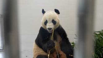 搬家啦！13只“國寶”大熊貓?jiān)诰d陽基地安家