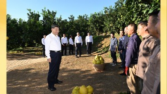 第一观察·瞬间 | 黄澄澄的柚子，沉甸甸的牵挂