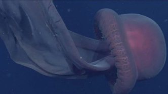 最大的無脊椎動物——冥河水母：絞殺獵物，甚至還能胎生！