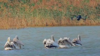 媒体：撞落大雁！无人机不能飞过生态保护红线