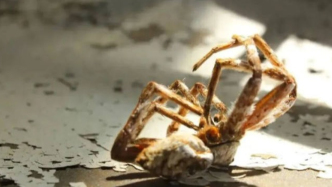 蜘蛛死后为何蜷缩成团？科学家让死蜘蛛“复活”化身“死灵机器人”！