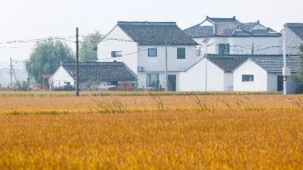 夜讀｜穿越一片稻田