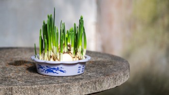 夜讀｜在初冬，做一個(gè)春天的夢