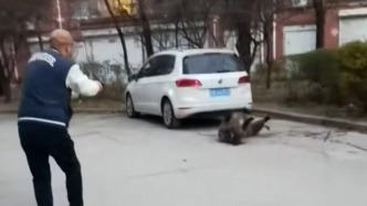 兩頭野豬闖入吉林市城區(qū)，警方開槍擊斃