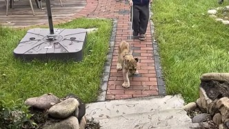 馬上評(píng)｜幼獅、小熊貓“叫早”，越界的愛不是愛