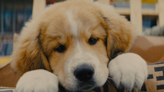 電影里的真動(dòng)物越來越少，奧斯卡是否該為它們設(shè)立表演獎(jiǎng)