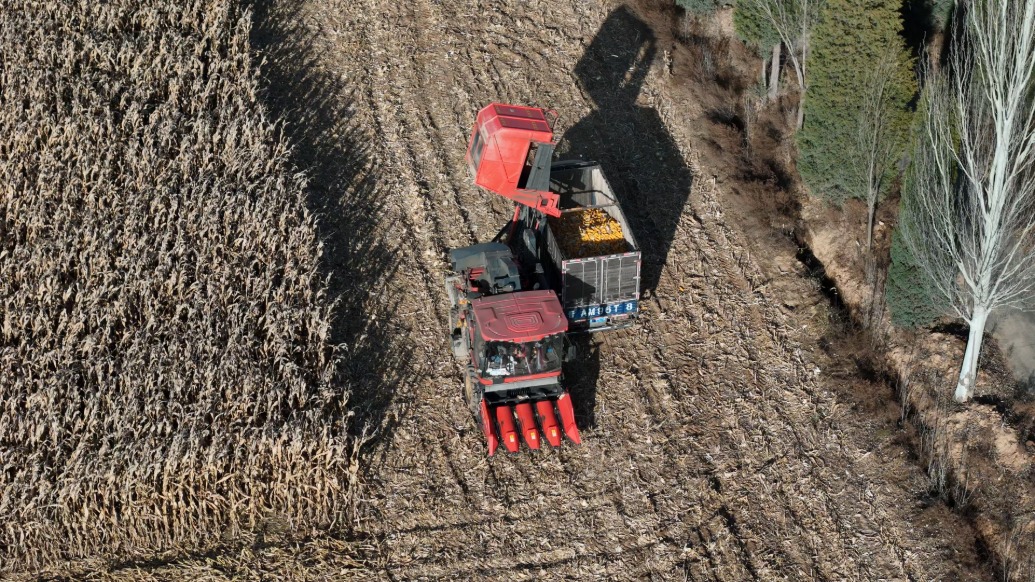 旱地亩产1.4吨，第一视角看晋中寿阳县玉米机械化收割