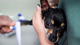 針對(duì)寵物醫(yī)院行業(yè)風(fēng)險(xiǎn)隱患等，上海發(fā)布跨部門(mén)綜合監(jiān)管改革方案