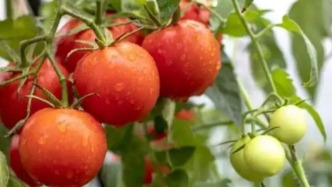 農(nóng)業(yè)機器人迎來數(shù)字孿生“大腦”，破解溫室番茄機器人采摘難題