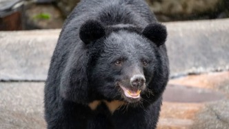 釋疑｜日本“熊殺人”創(chuàng)紀(jì)錄，“熊災(zāi)”問(wèn)題為何棘手？