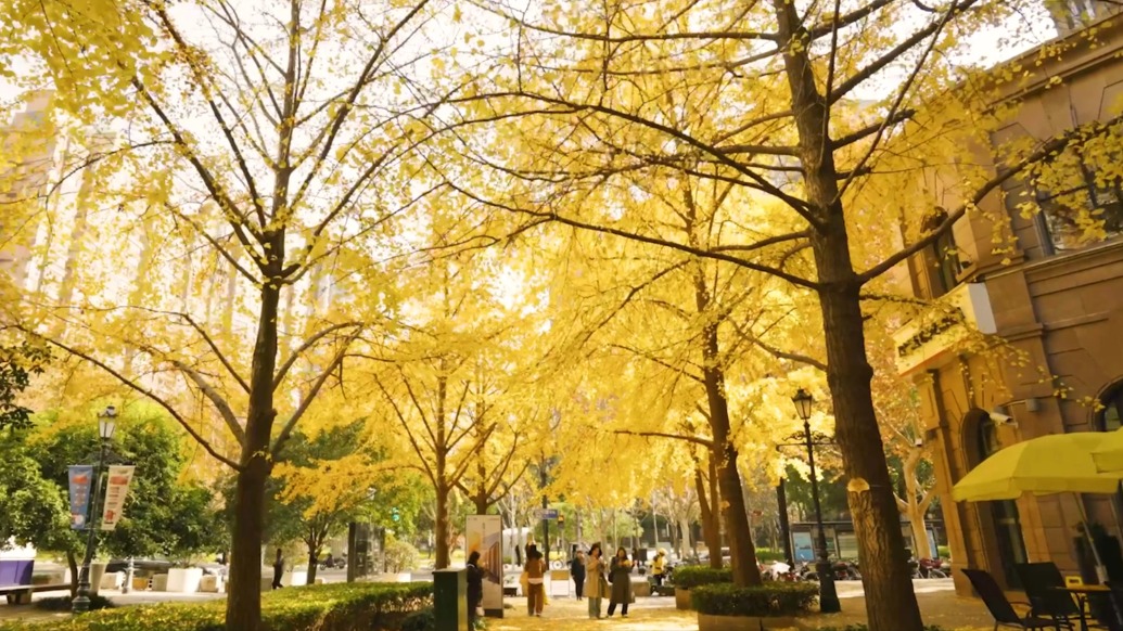 古北國際社區(qū)：奏響藝術共鳴曲的場域——專訪琵琶大師俞冰