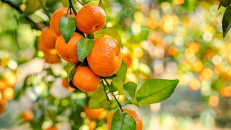 夜讀｜桔香里的歲月長歌