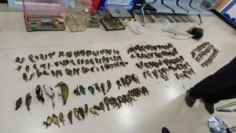 夫妻為解饞捕鳥254只被沈陽警方刑拘，查獲時活鳥僅7只