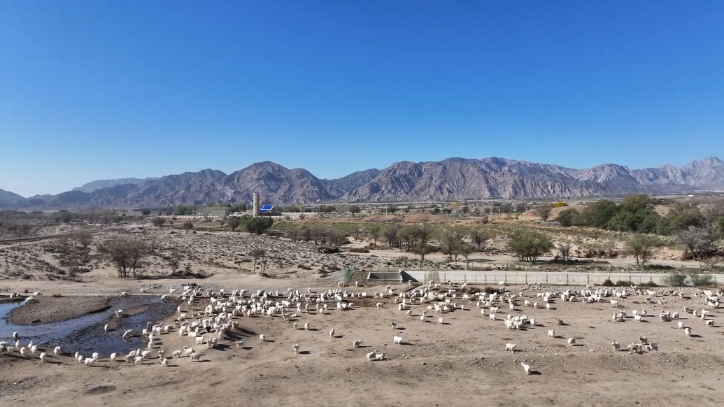 穿戈壁、跨荒原，20.89萬頭牲畜冬季大轉(zhuǎn)場