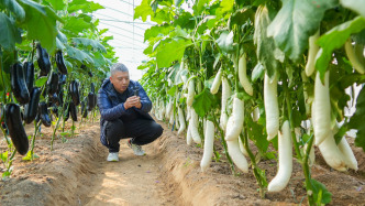 農(nóng)業(yè)農(nóng)村部召開全國現(xiàn)場會，部署深入實(shí)施種業(yè)振興行動重點(diǎn)工作