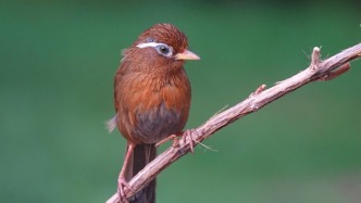 非法猎捕购买800余只画眉鸟出售牟利，被告人获刑10年1个月