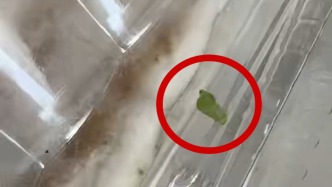 沃爾瑪回應瑞士卷出現(xiàn)蠕動綠蟲：協(xié)調(diào)顧客退貨處理