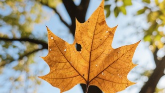 夜讀｜一片樹葉的情懷