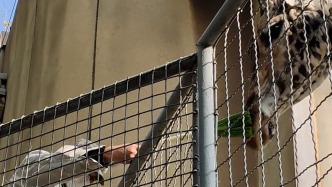 長頸鹿在山東“入鄉(xiāng)隨俗”吃大蔥，動物園：能促進消化，補充營養(yǎng)