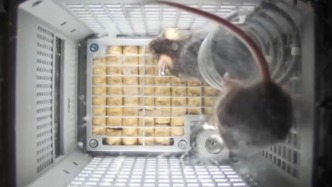 太空鼠回来了！中国空间站第九批空间科学实验样品顺利返回