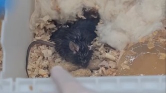 小鼠、斑马鱼等空间站第九批科学实验样品顺利返回并交付科学家