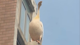 上海野生动物园的鹈鹕“出走”了？园方：它胆大贪玩，目前已返回