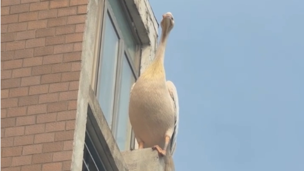 上海野生动物园的鹈鹕飞跑了?园方:已返回,是只小淘气“子三代”