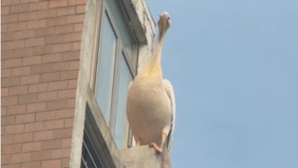 上海野生动物园的鹈鹕飞跑了？园方：已返回，是只小淘气“子三代”