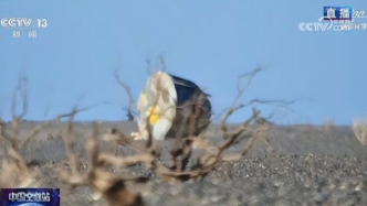 成功著陸！權(quán)威解讀神舟二十一號太空“生死速遞”是如何做到的？