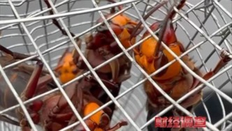 央視曝光：“殺人蜂”遭濫養(yǎng)，有人賺得盆滿缽滿