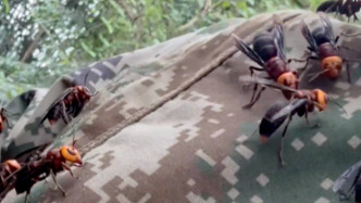 媒體：“殺人蜂”生意鏈，不該繼續(xù)游走在監(jiān)管盲區(qū)里