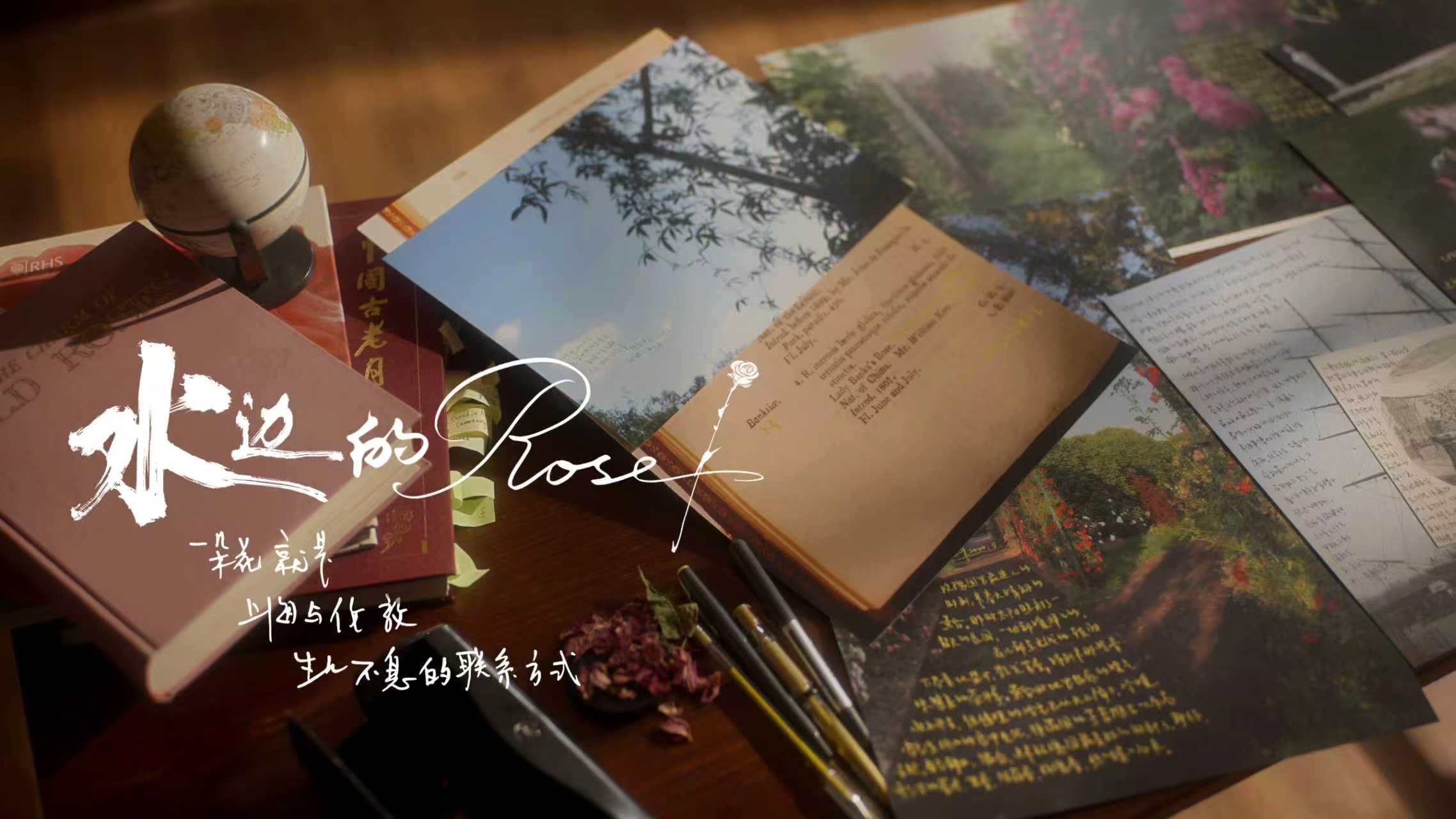 寻找一朵花的连接方式：系列纪录片《水边的玫瑰》概念片发布