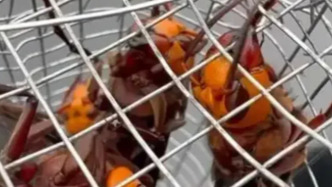 檢察日報：濫養(yǎng)“殺人蜂”已觸碰公共安全底線