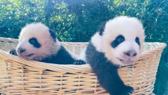 與媽媽“芊金”一字相承，這對大熊貓龍鳳胎取名“芊然”與“芊逸”