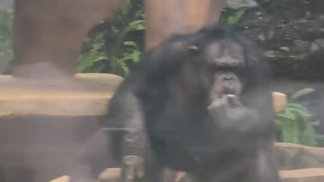 游客拍到黑猩猩抽煙手法嫻熟，南寧動物園：系海外生活時養(yǎng)成的習慣，嚴禁游客投喂