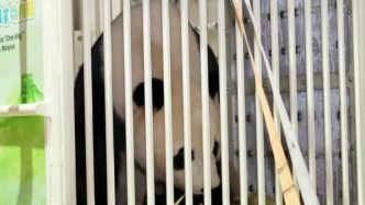 大熊貓“辰星”“曉月”抵達(dá)馬來西亞吉隆坡